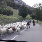 Transhumance