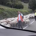 Transhumance