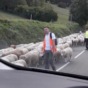 Transhumance